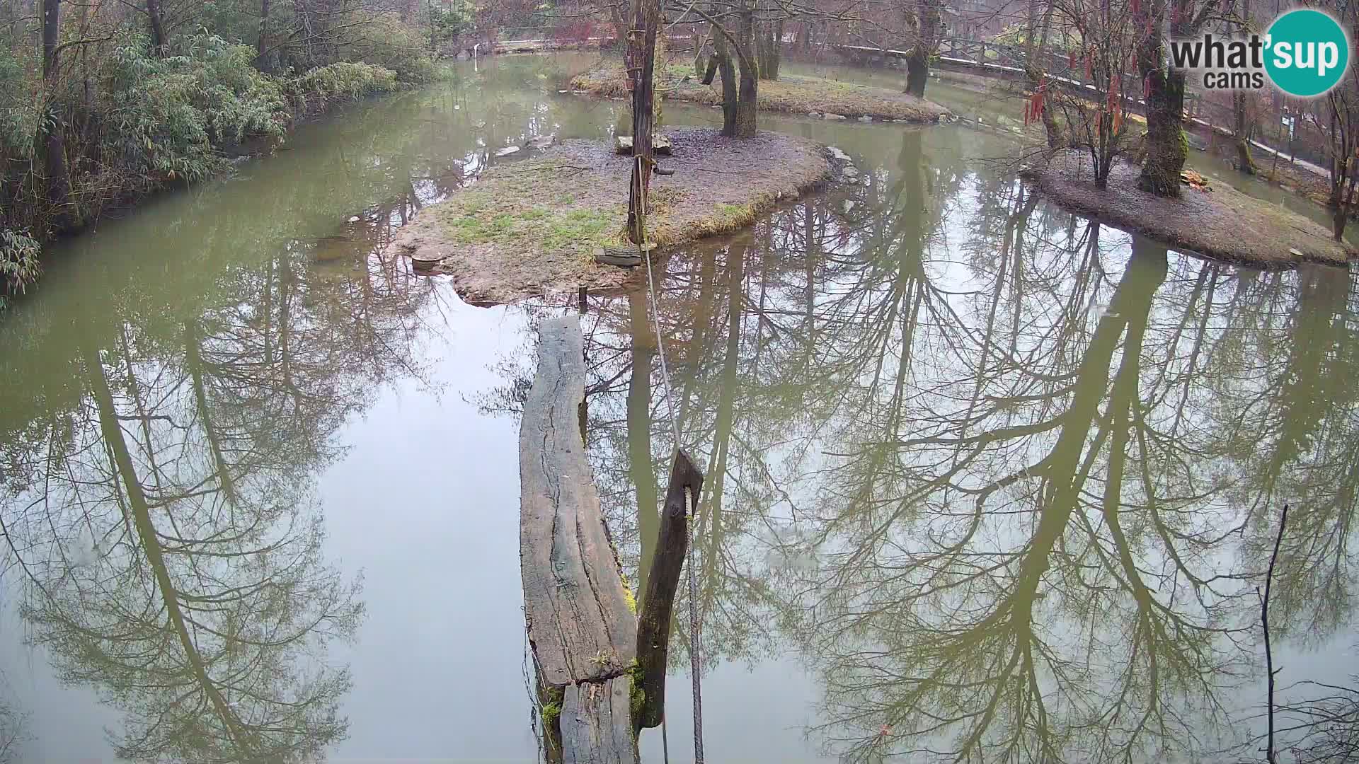 Schwarzweiße Vari Zoo Ljubljana webcam