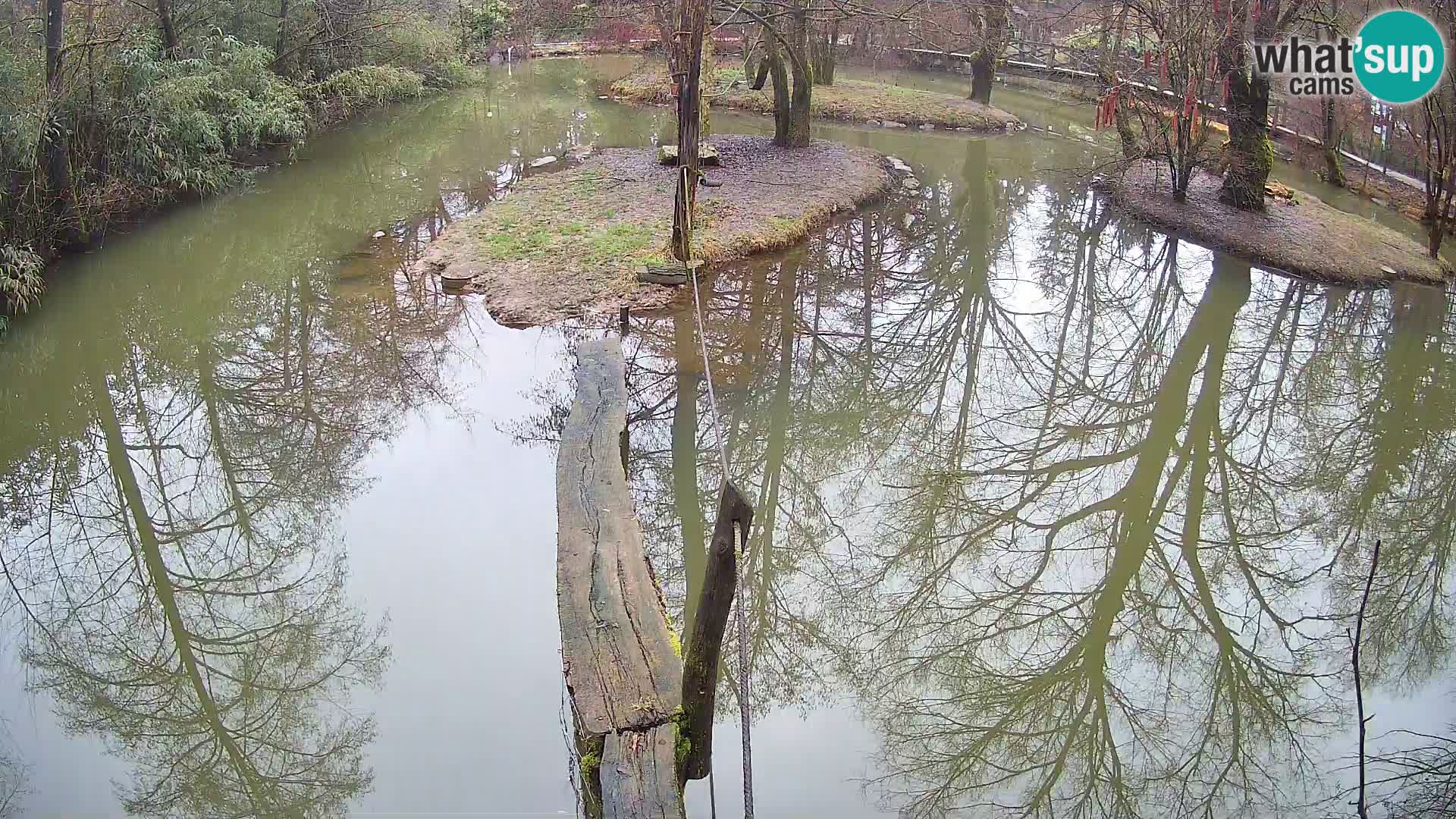 Black and white ruffed lemur Ljubljana Zoo live cam