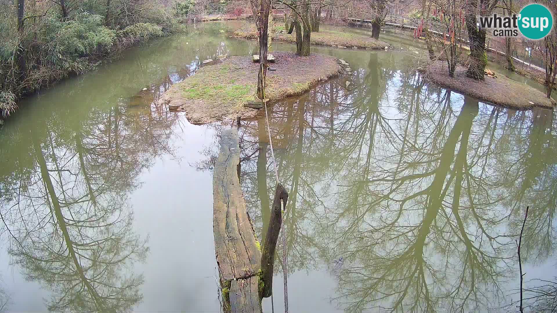 Schwarzweiße Vari Zoo Ljubljana webcam