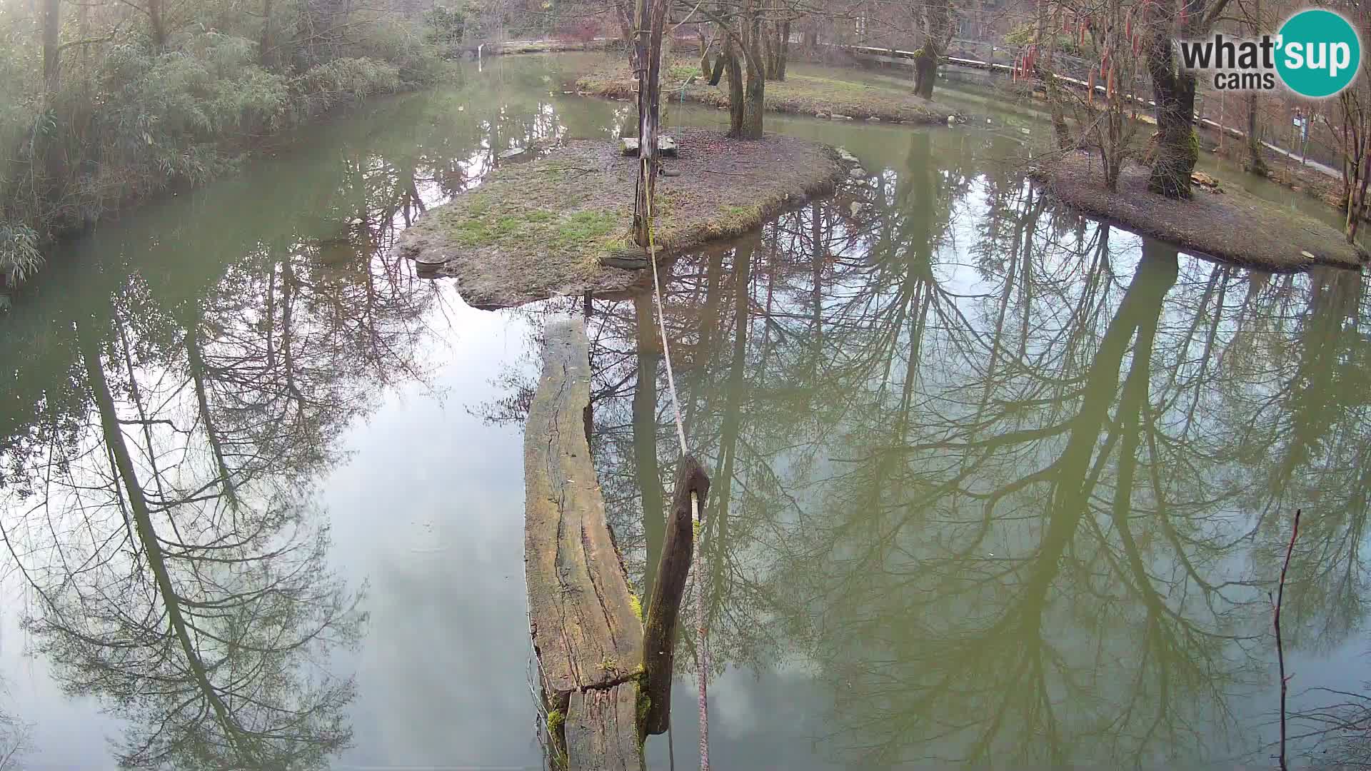Lémur rufo blanco y negro – Ljubljana Zoo en vivo