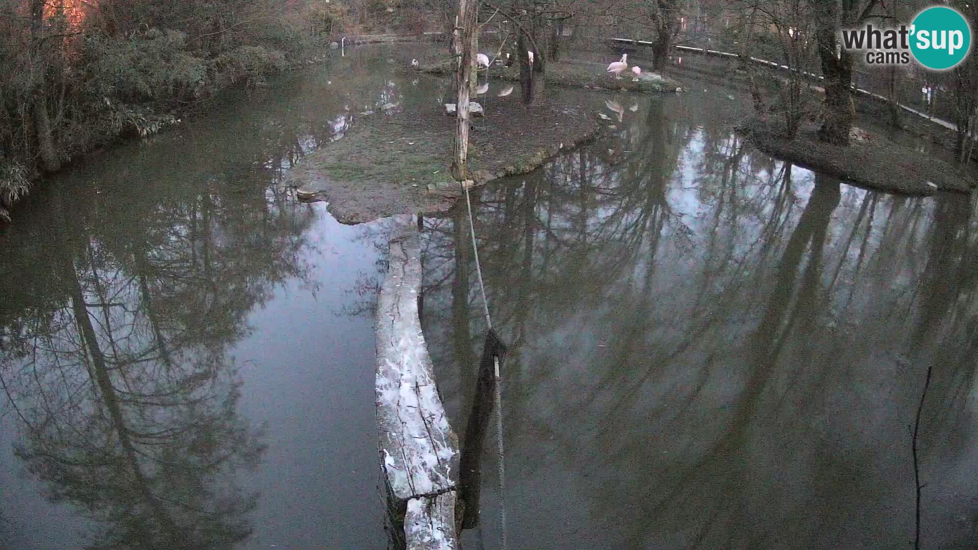 Vari bianconero Zoo Ljubljana webcam