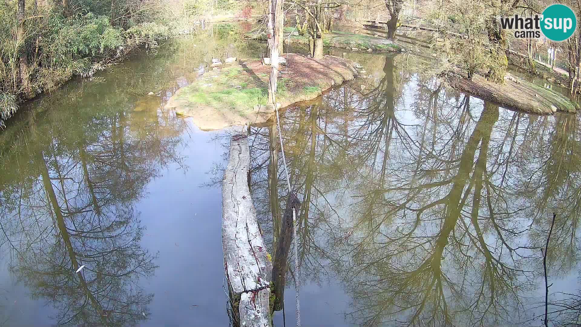 Black and white ruffed lemur Ljubljana Zoo live cam