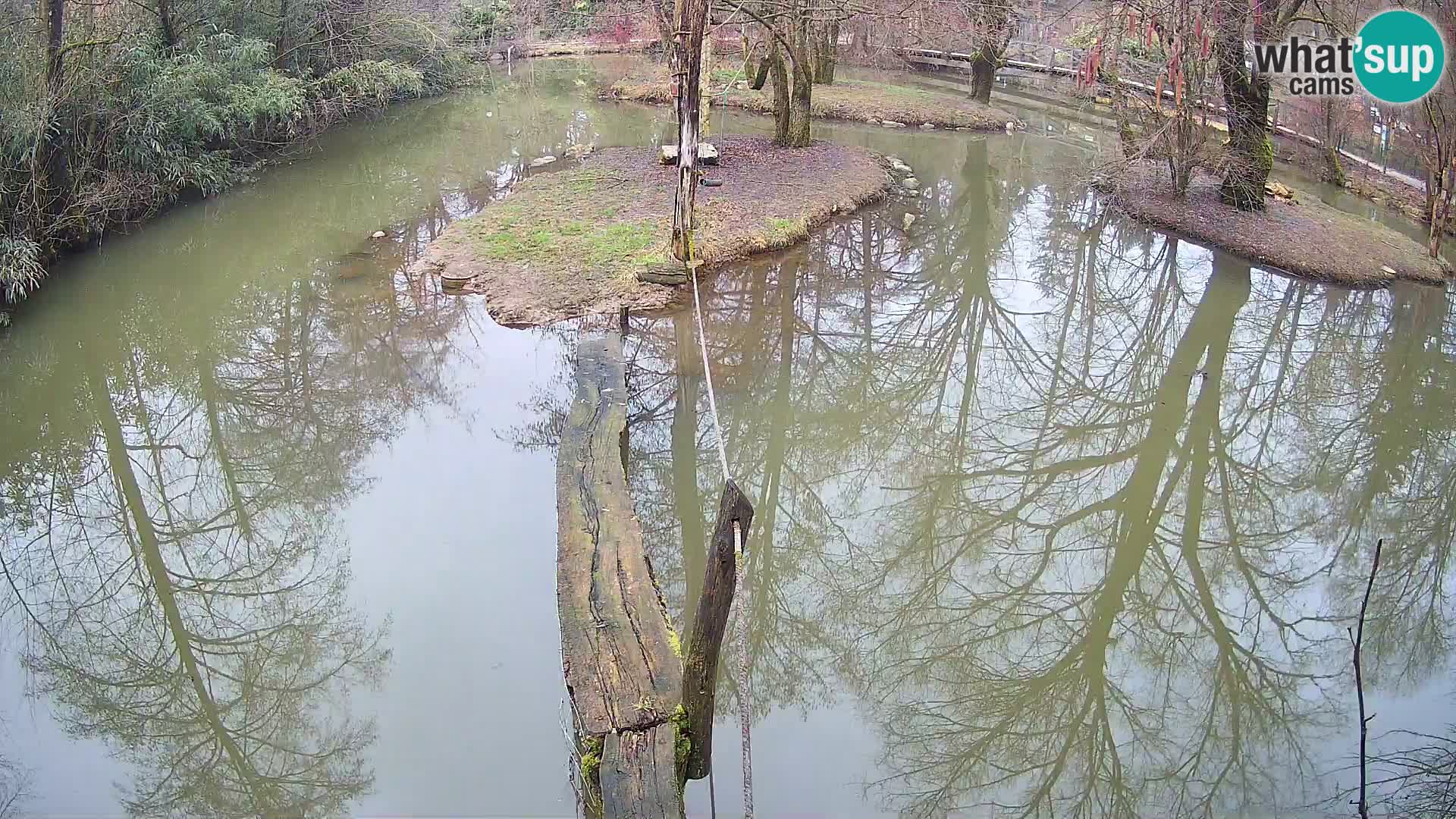 Navadni vari u živo – Ljubljana zoo