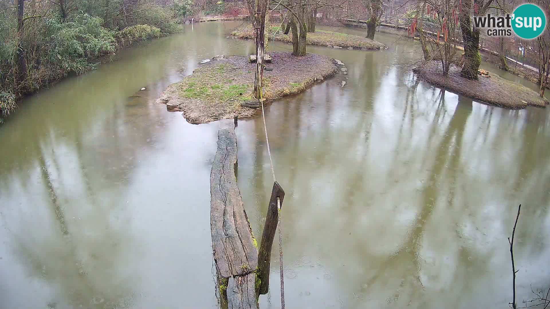 Navadni vari u živo – Ljubljana zoo