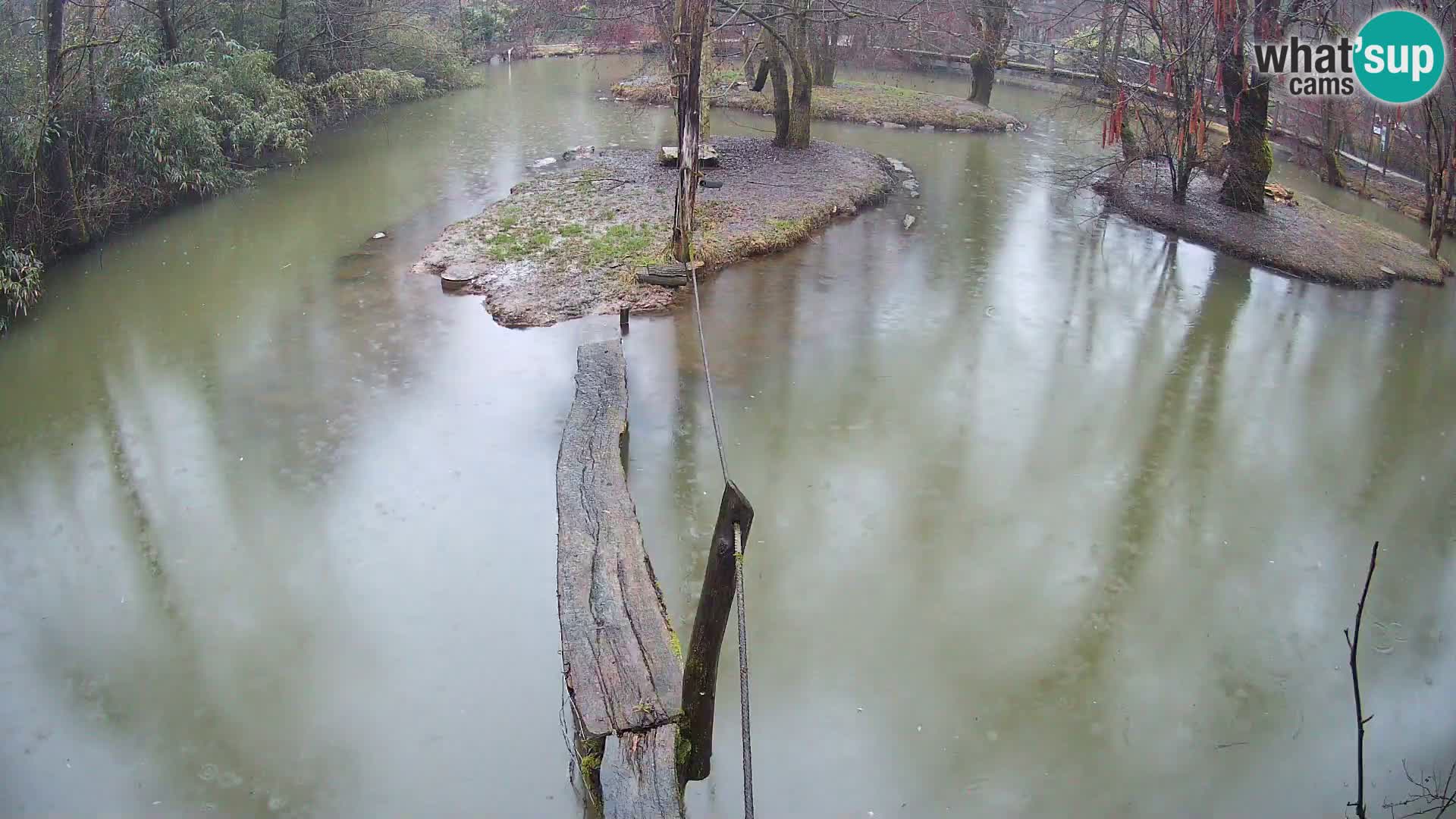Navadni vari u živo – Ljubljana zoo