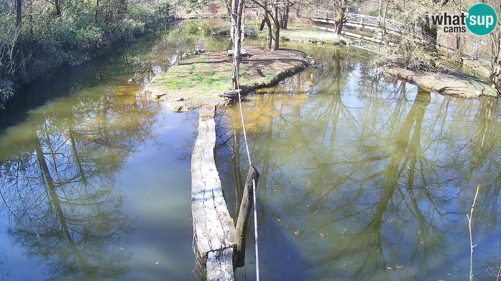 Schwarzweiße Vari Zoo Ljubljana webcam