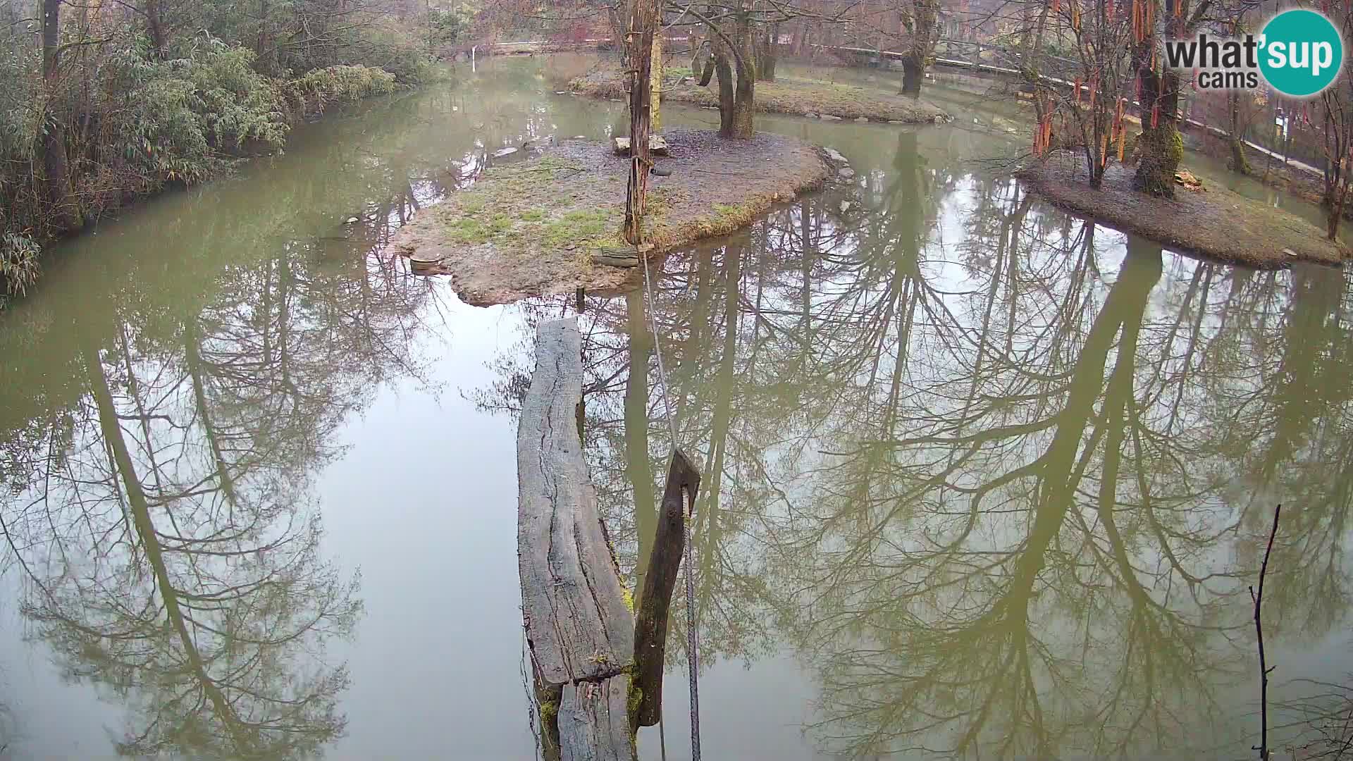 Black and white ruffed lemur Ljubljana Zoo live cam