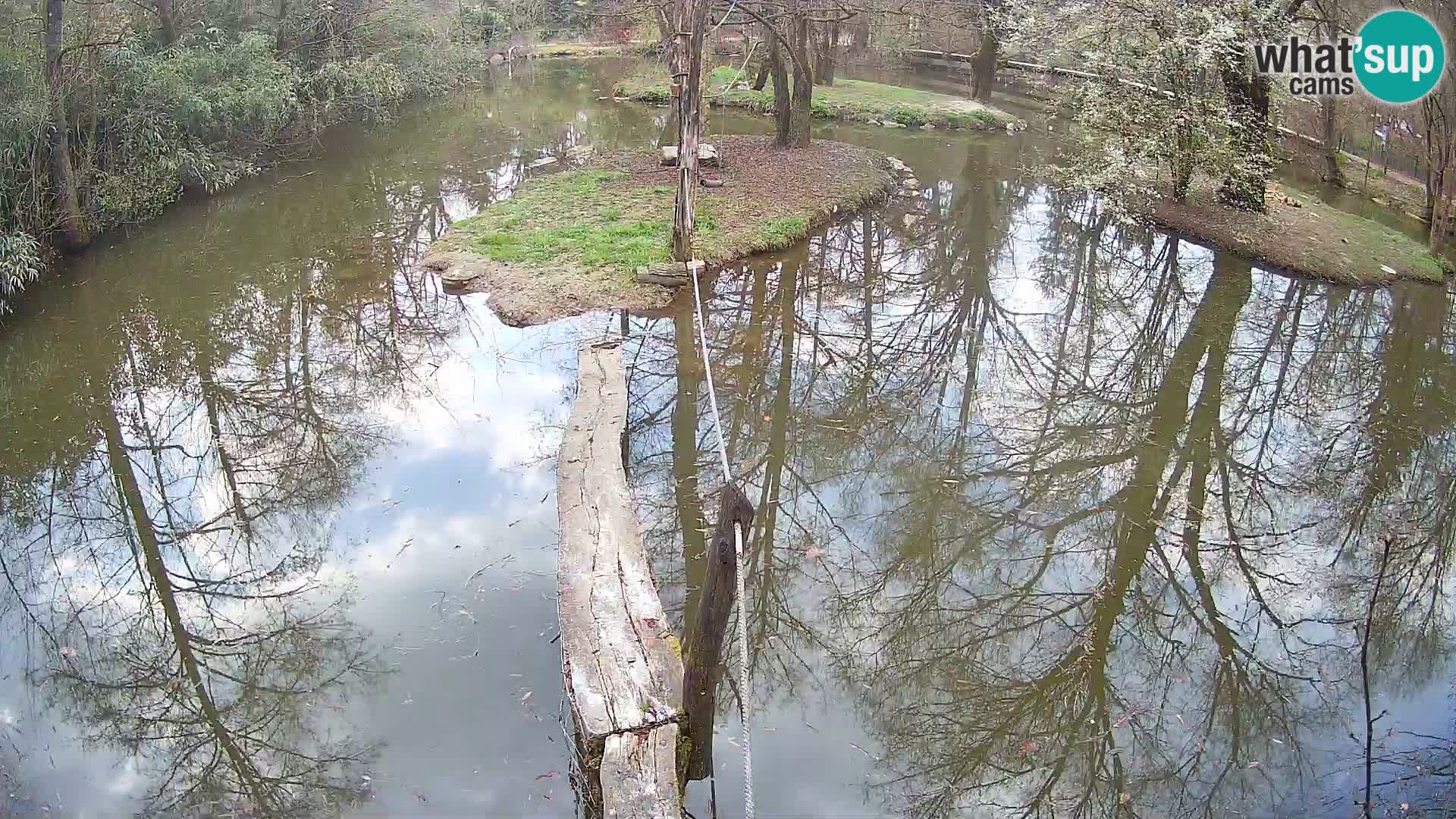 Black and white ruffed lemur Ljubljana Zoo live cam