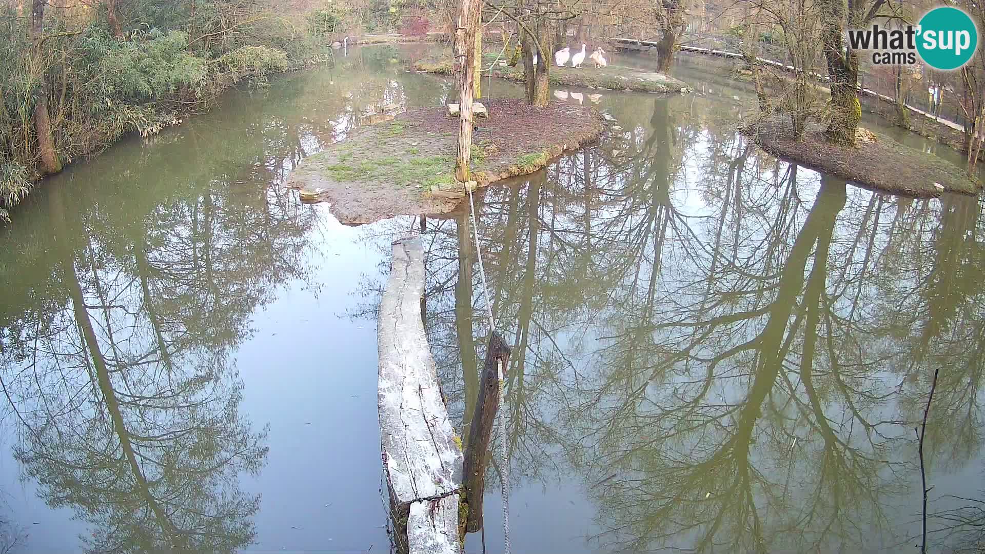 Lémur rufo blanco y negro – Ljubljana Zoo en vivo