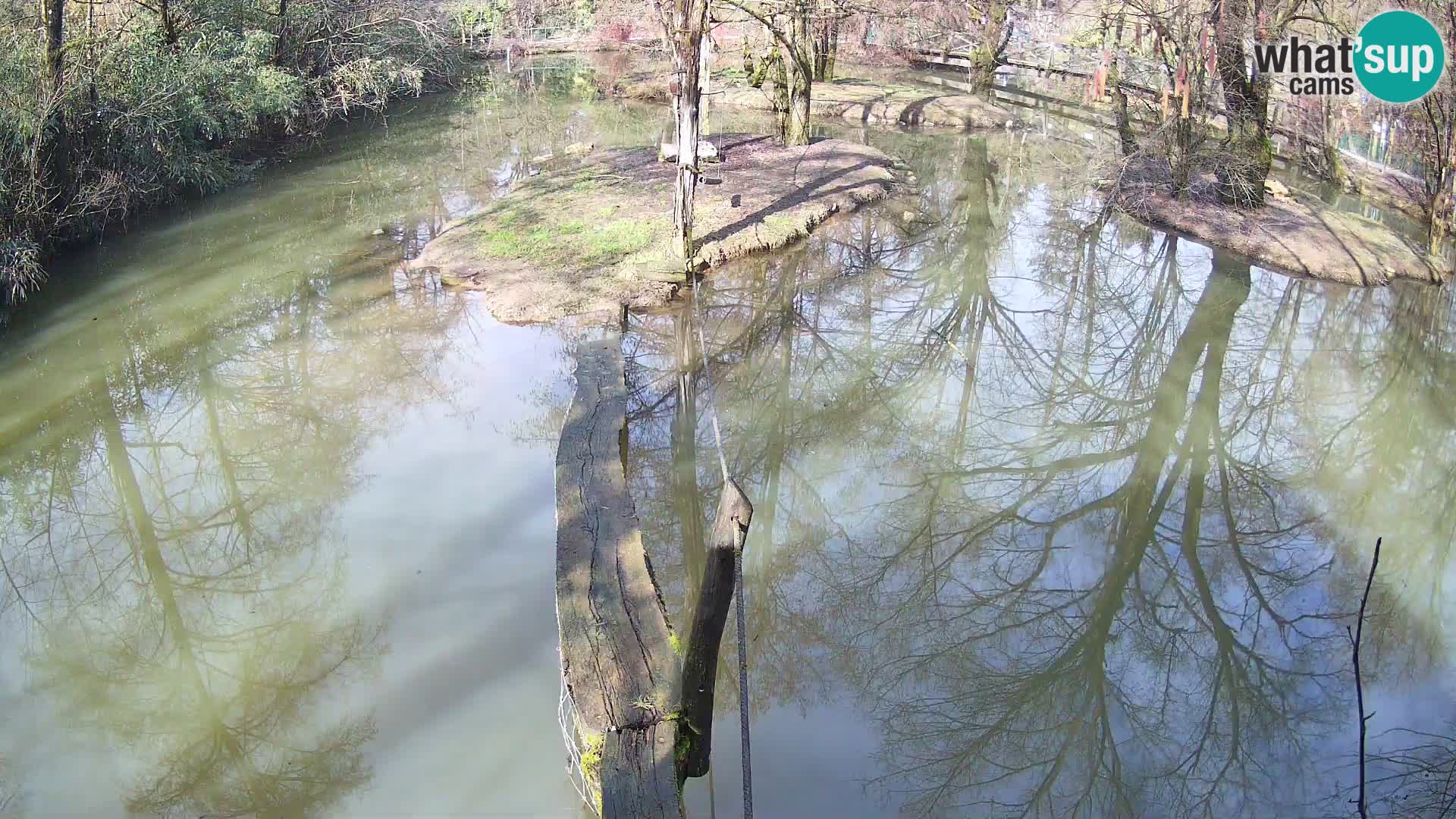 Black and white ruffed lemur Ljubljana Zoo live cam