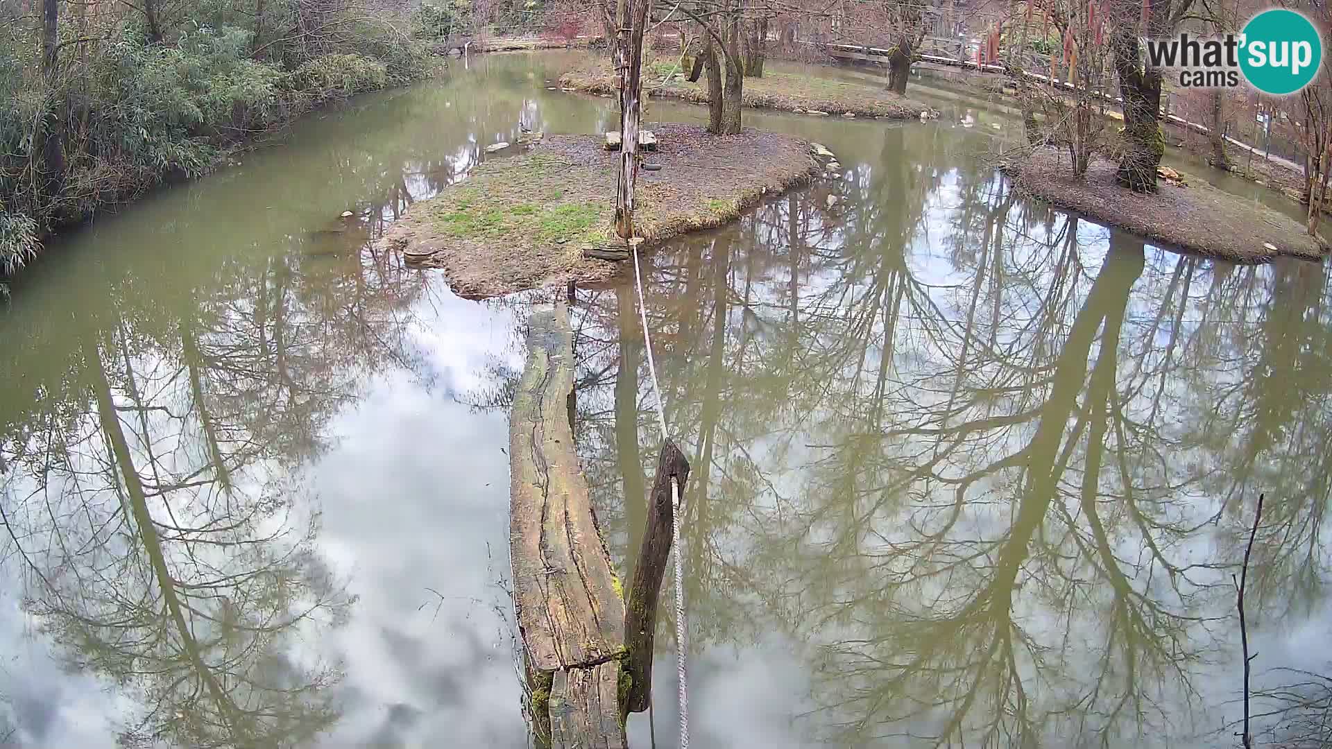 Vari noir et blanc – Ljubljana ZOO  livecam