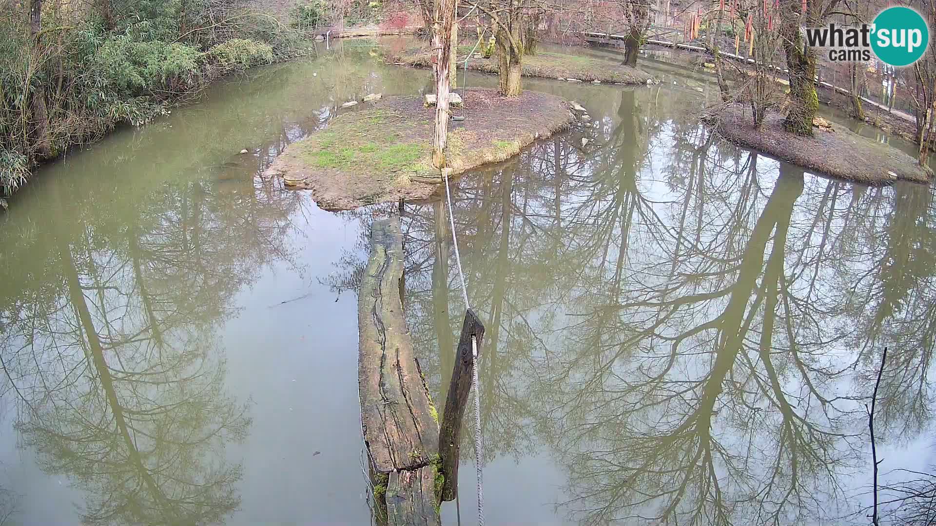 Lémur rufo blanco y negro – Ljubljana Zoo en vivo