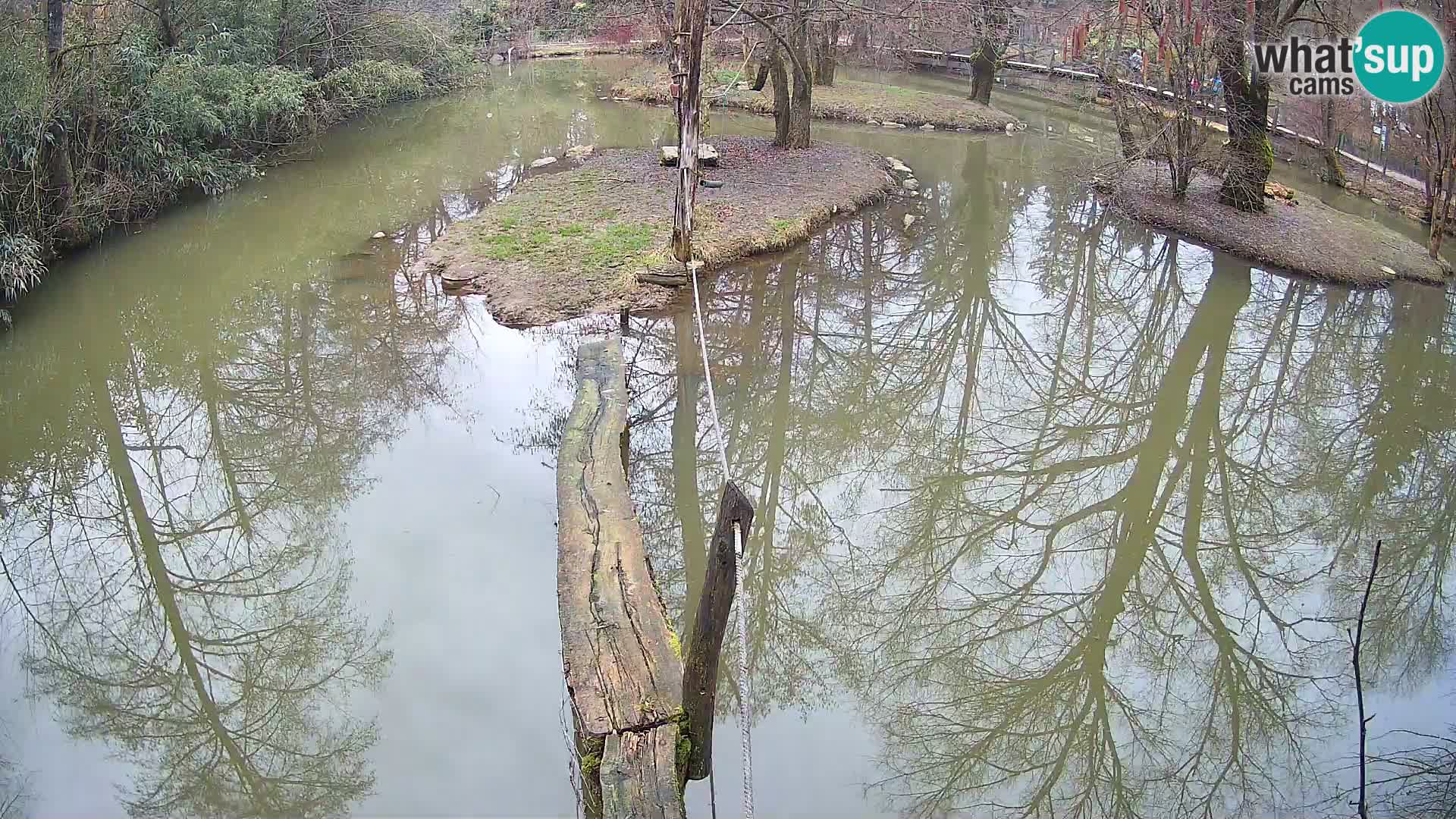 Schwarzweiße Vari Zoo Ljubljana webcam