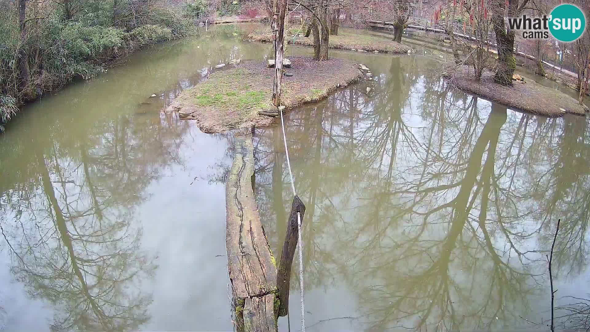 Schwarzweiße Vari Zoo Ljubljana webcam