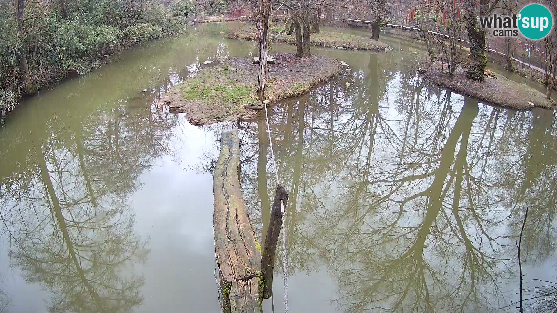 Schwarzweiße Vari Zoo Ljubljana webcam