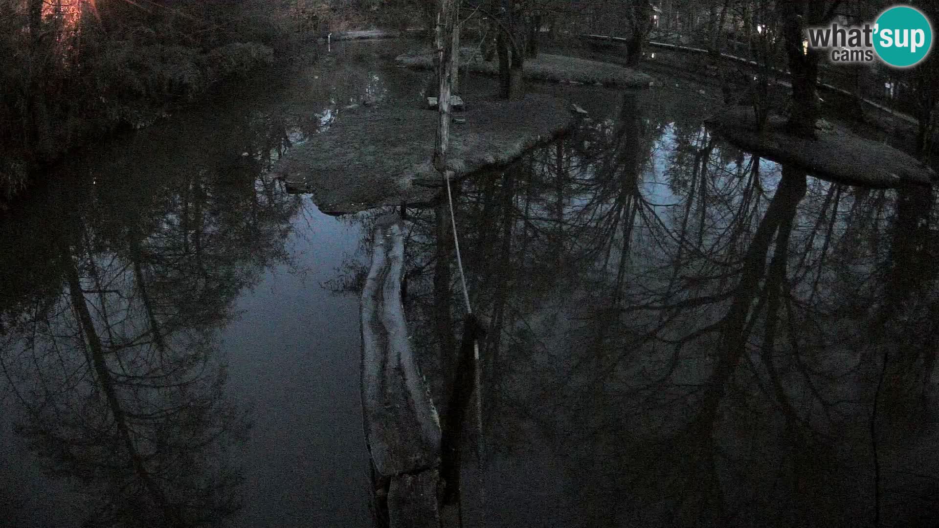 Schwarzweiße Vari Zoo Ljubljana webcam
