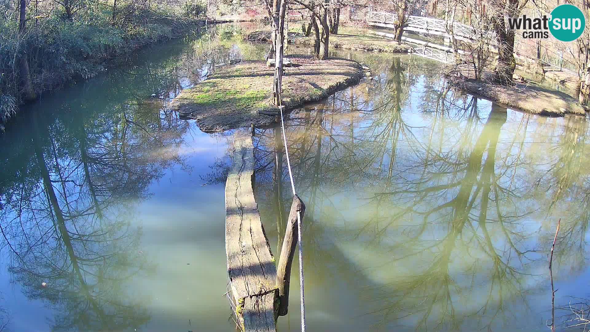 Vari bianconero Zoo Ljubljana webcam
