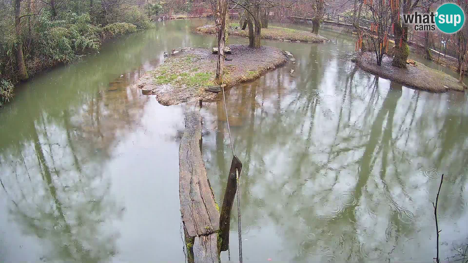 Navadni vari u živo – Ljubljana zoo