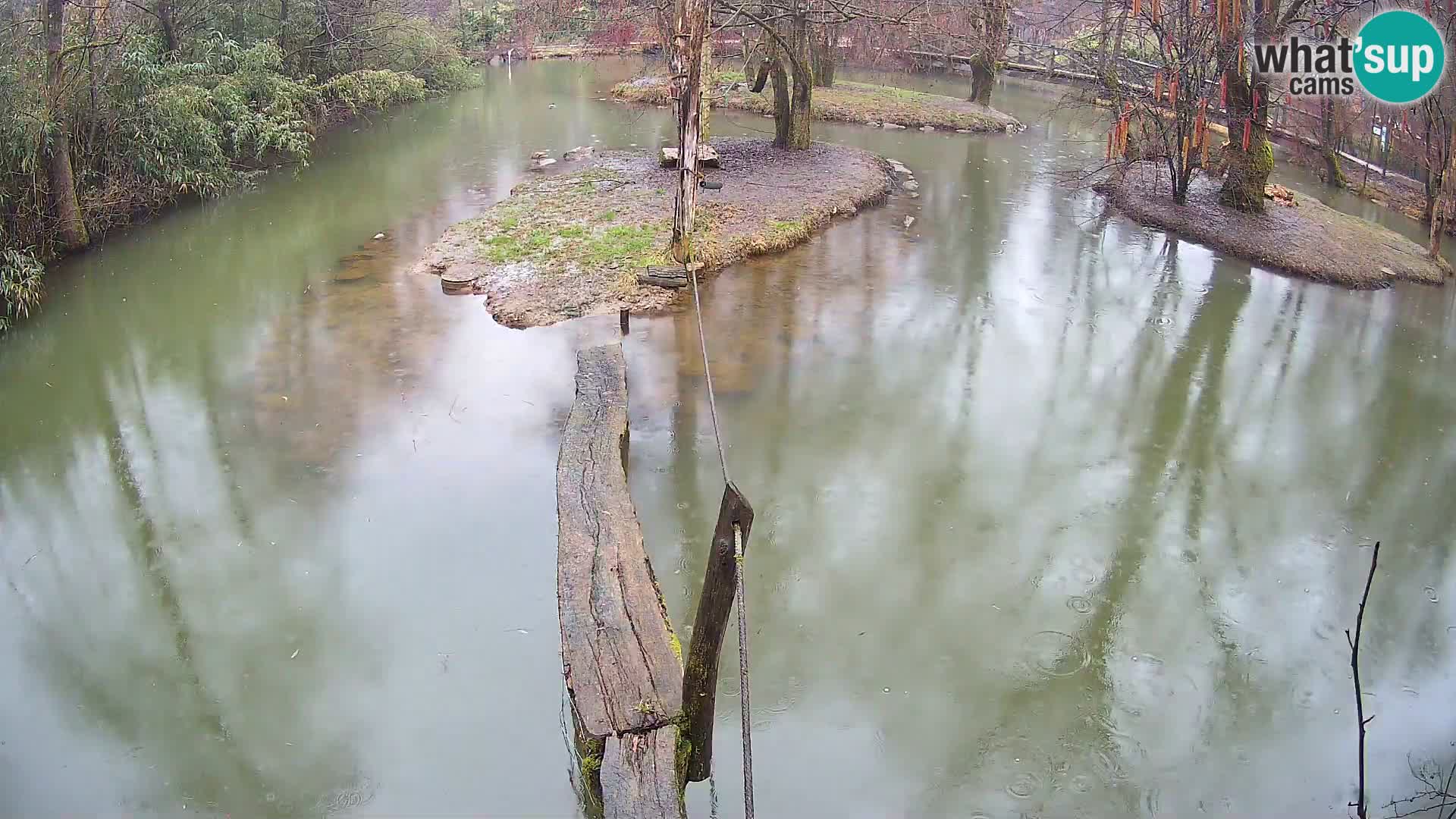 Black and white ruffed lemur Ljubljana Zoo live cam