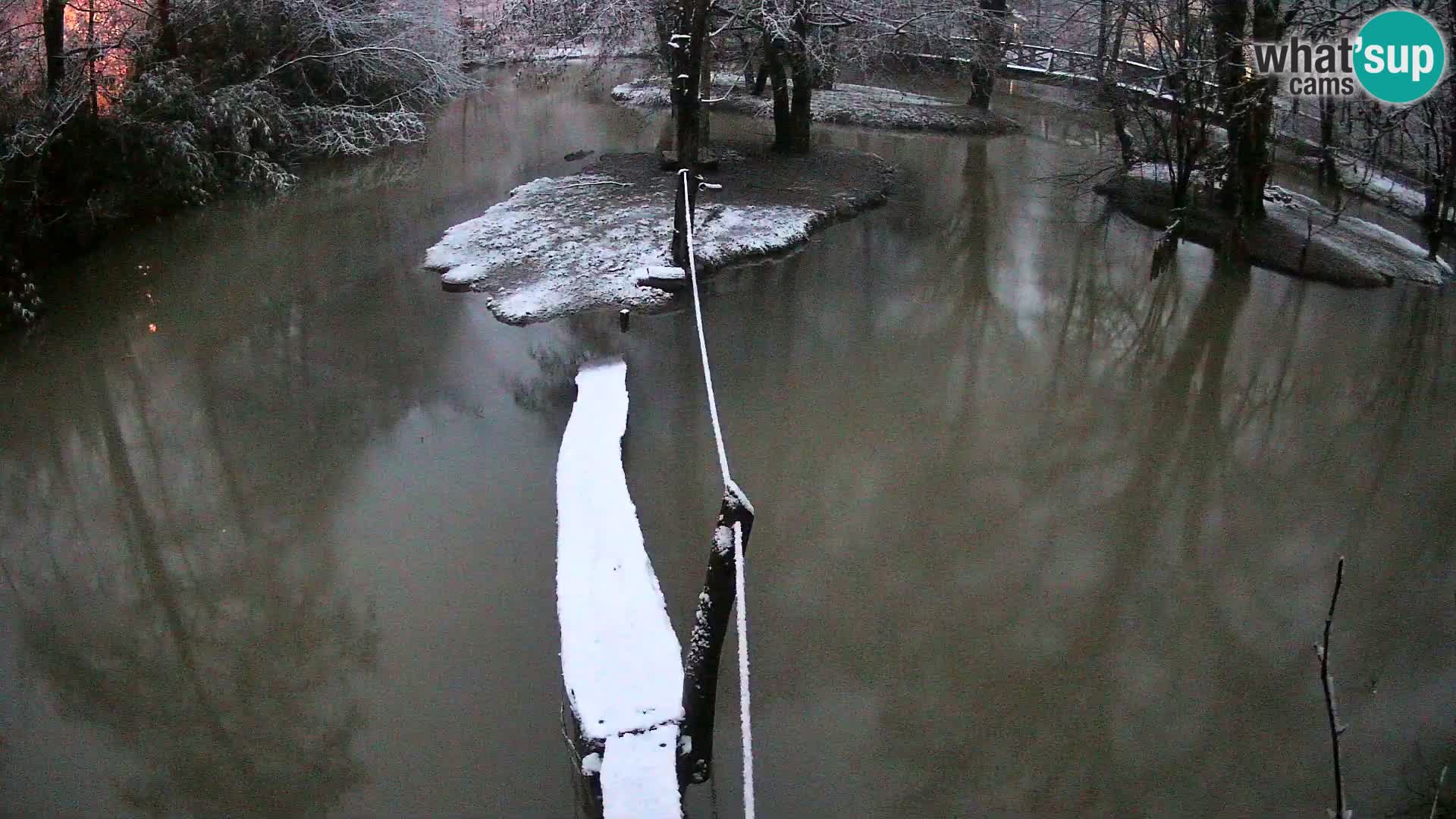 Navadni vari v živo – Ljubljana živalski vrt
