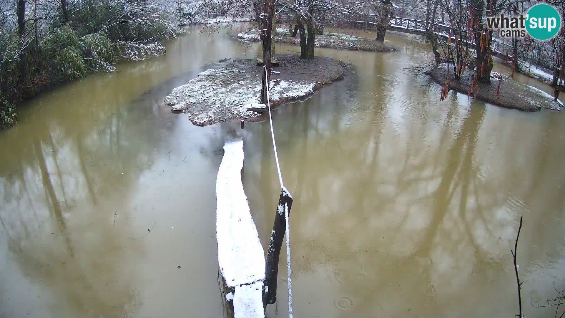 Navadni vari v živo – Ljubljana živalski vrt