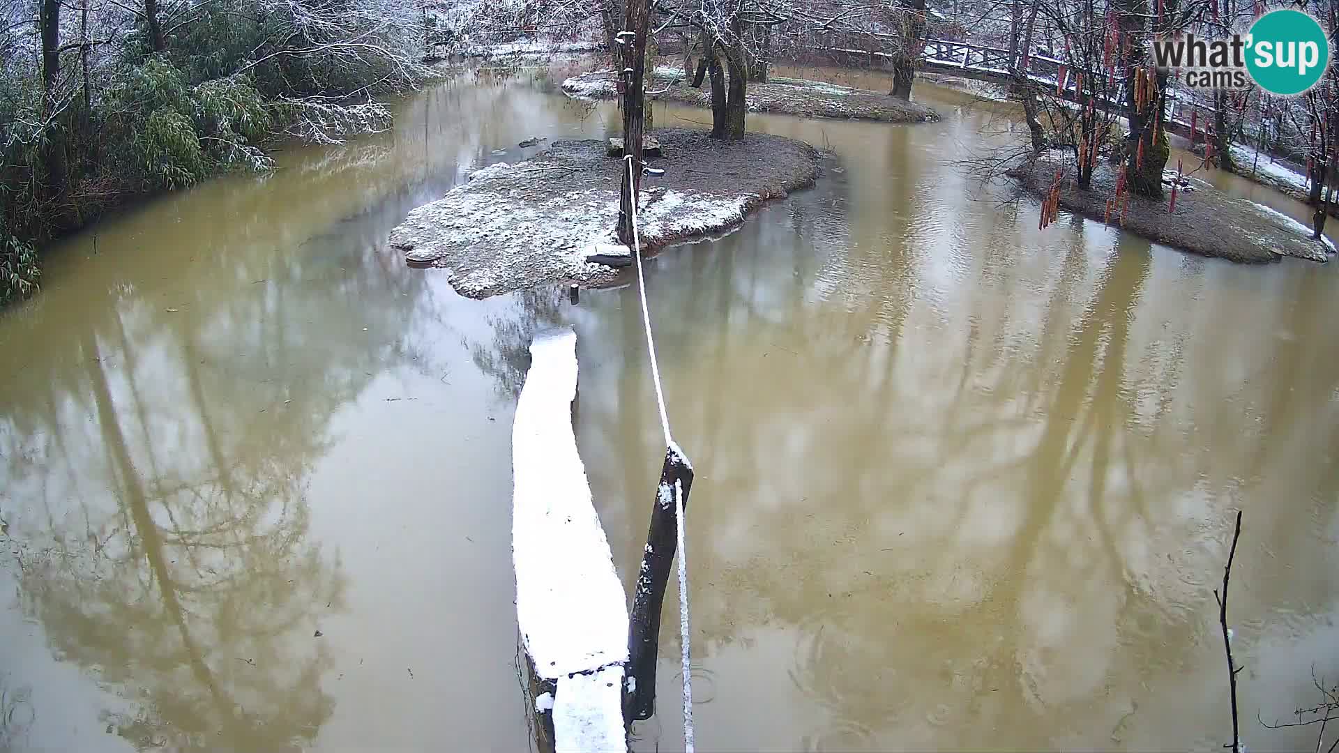 Vari bianconero Zoo Ljubljana webcam