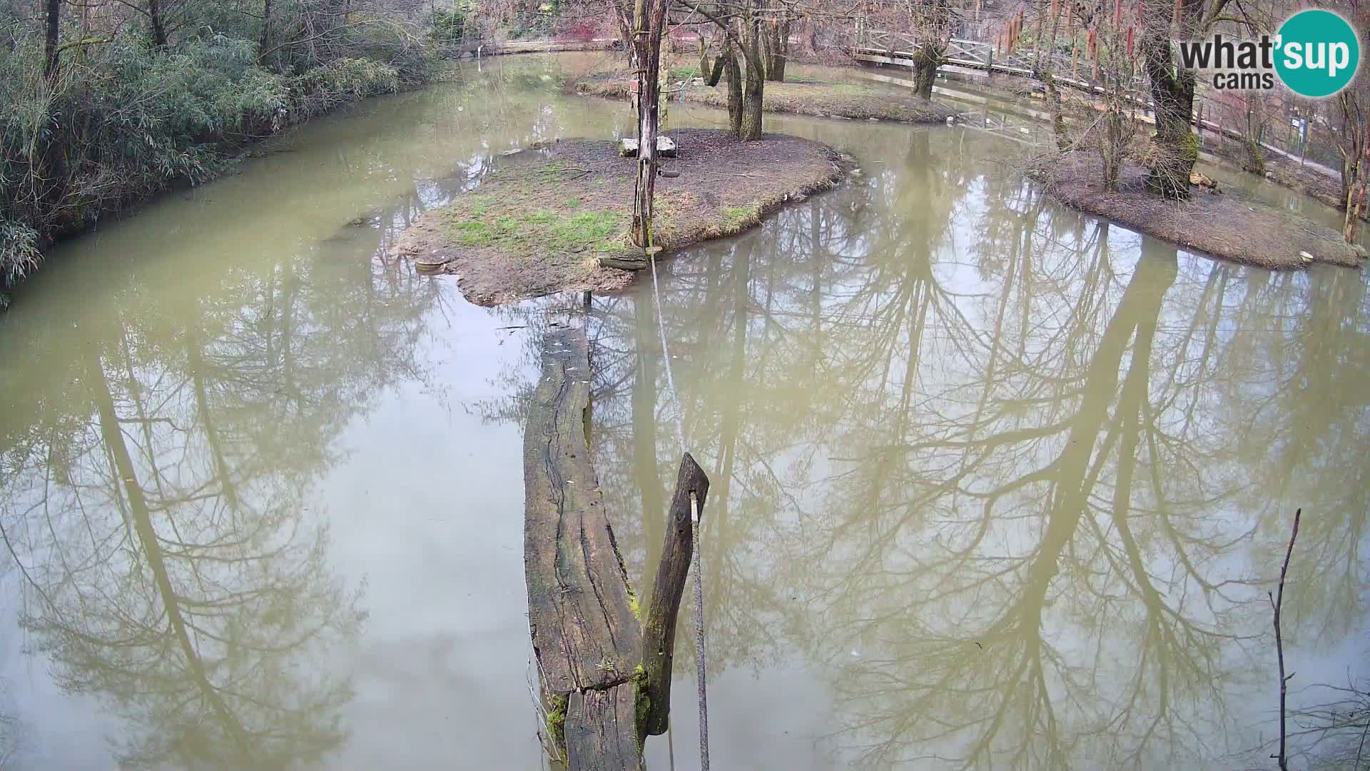 Schwarzweiße Vari Zoo Ljubljana webcam