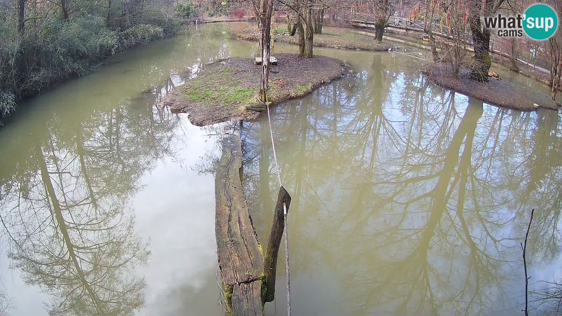 Navadni vari u živo – Ljubljana zoo