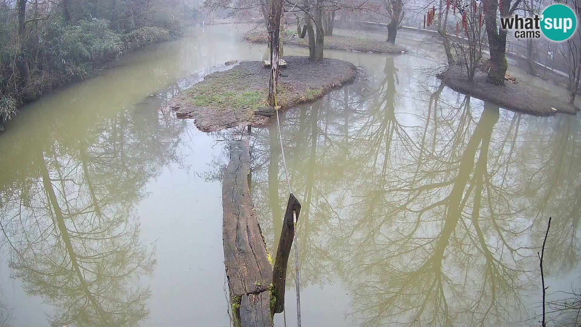 Navadni vari u živo – Ljubljana zoo