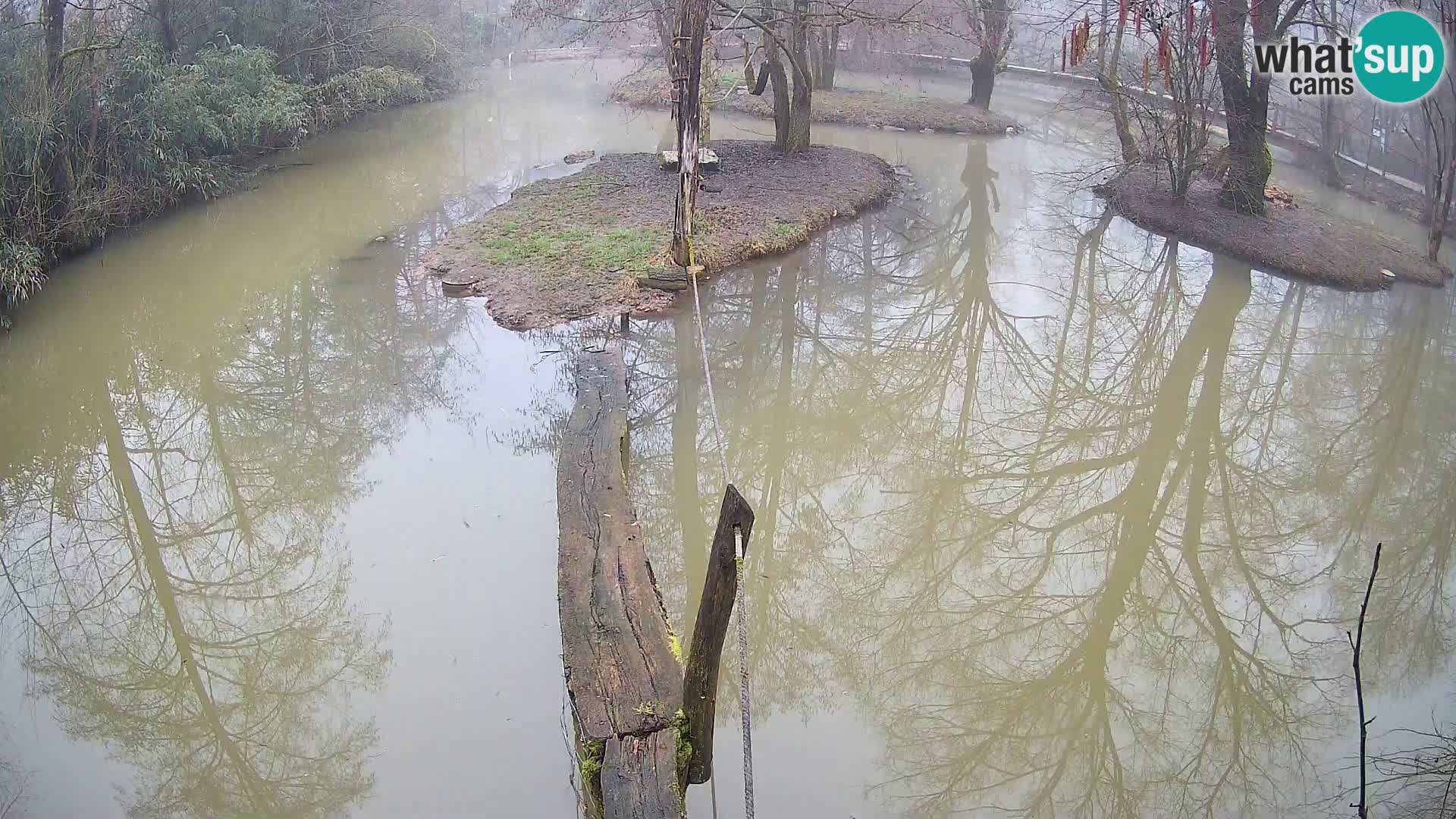 Navadni vari u živo – Ljubljana zoo