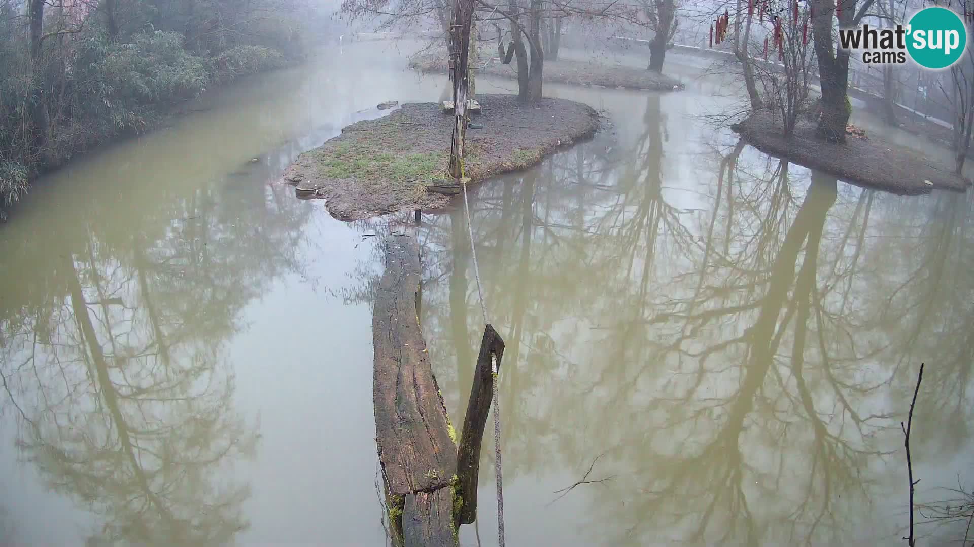 Vari bianconero Zoo Ljubljana webcam