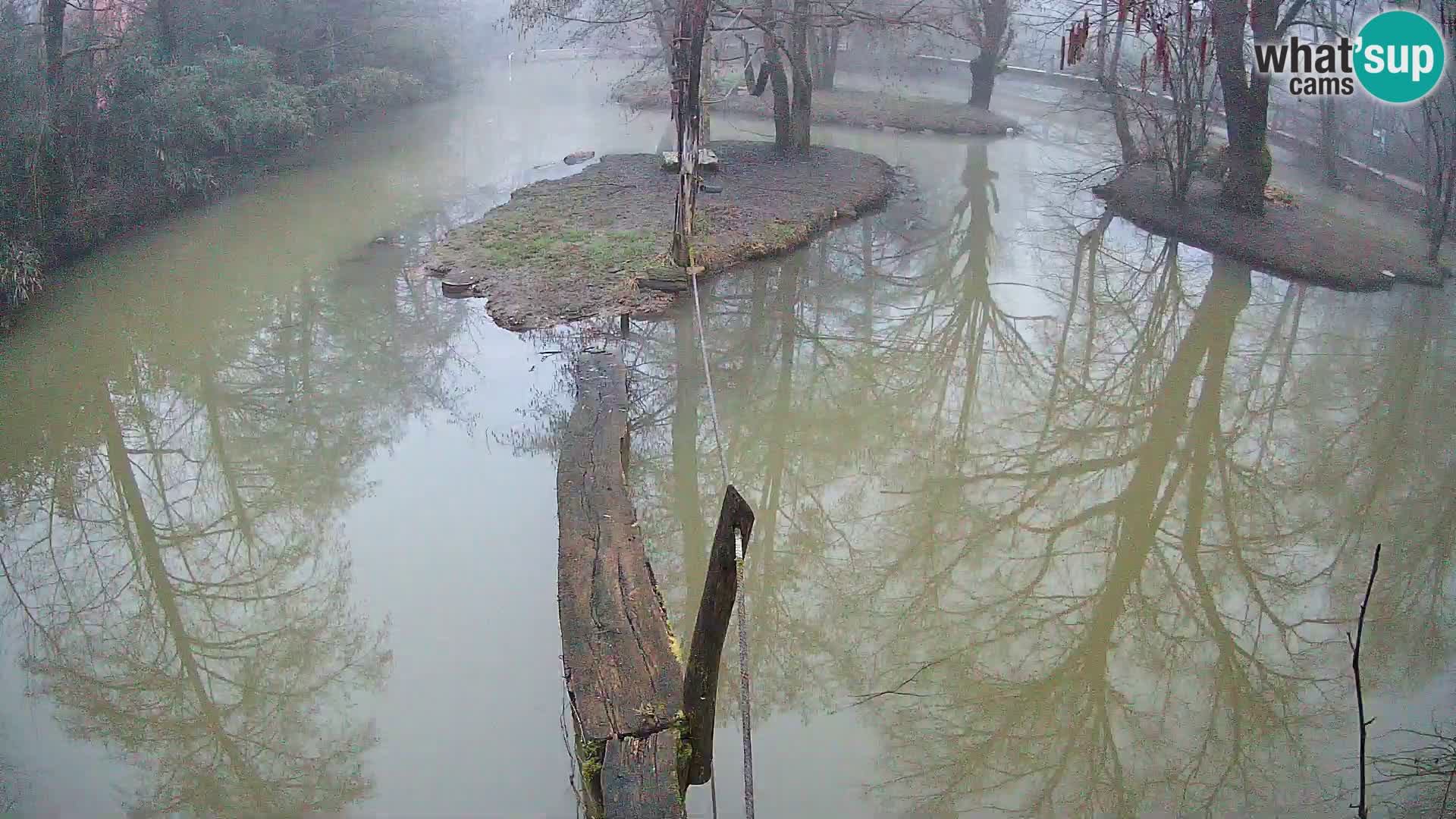 Vari noir et blanc – Ljubljana ZOO livecam