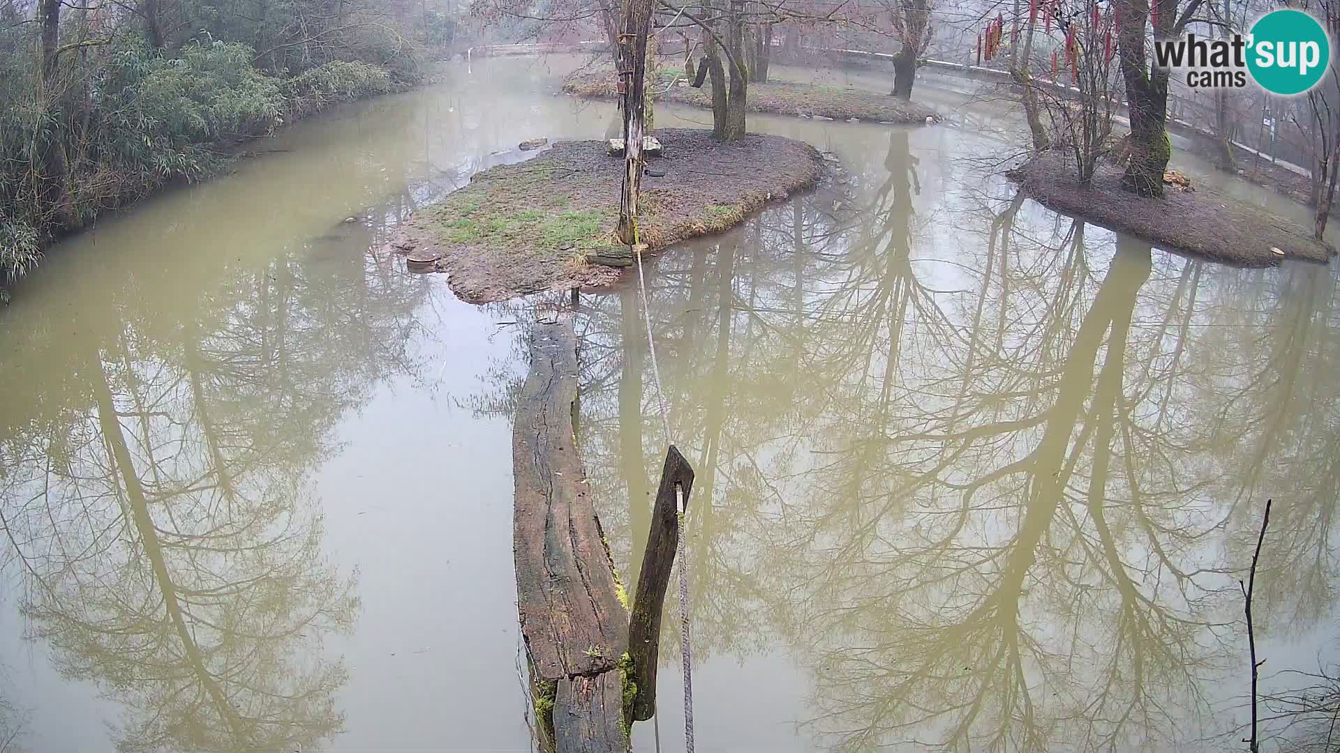 Black and white ruffed lemur Ljubljana Zoo live cam