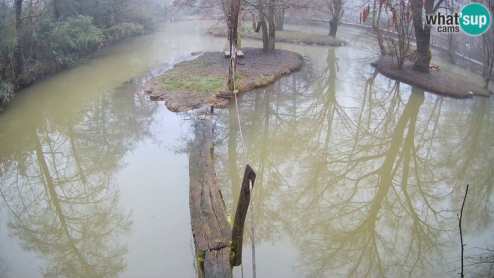 Navadni vari v živo – Ljubljana živalski vrt