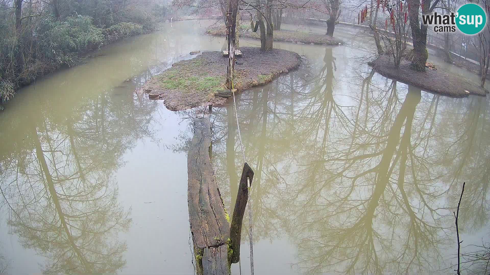 Schwarzweiße Vari Zoo Ljubljana webcam