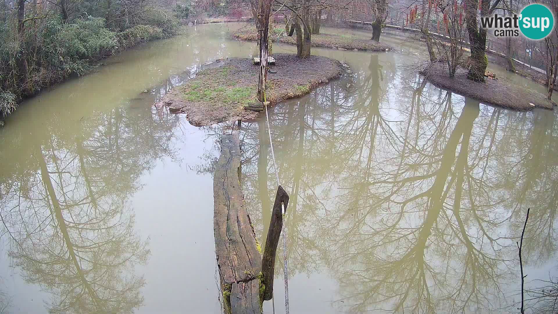 Vari noir et blanc – Ljubljana ZOO  livecam