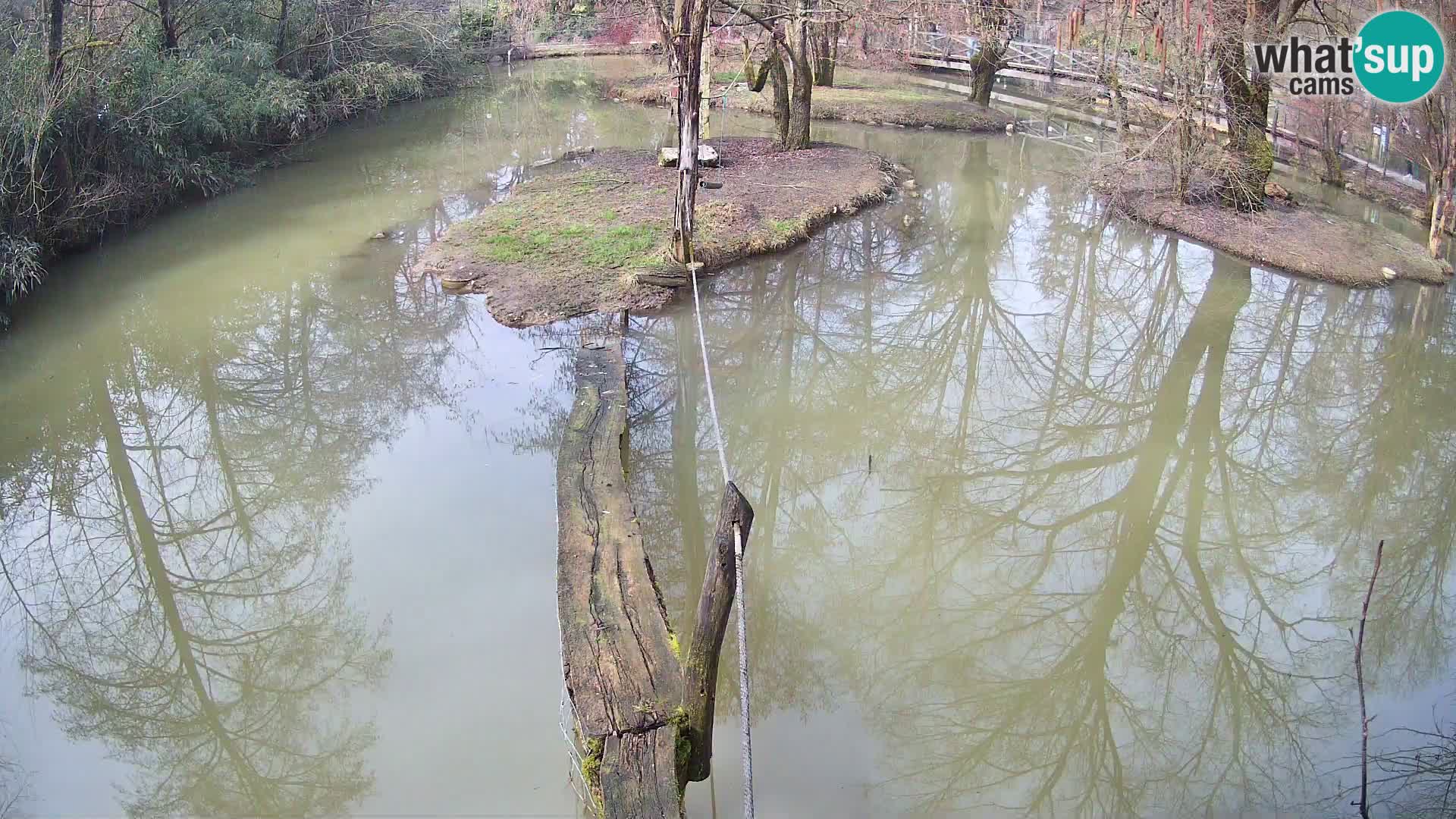 Schwarzweiße Vari Zoo Ljubljana webcam