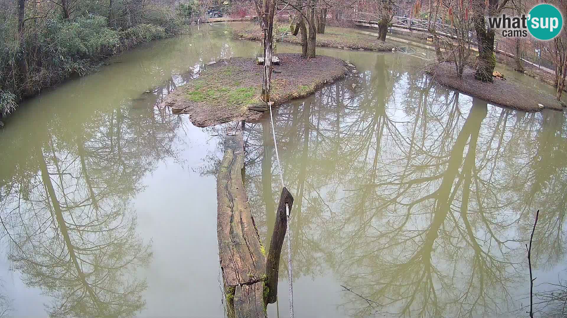 Navadni vari u živo – Ljubljana zoo