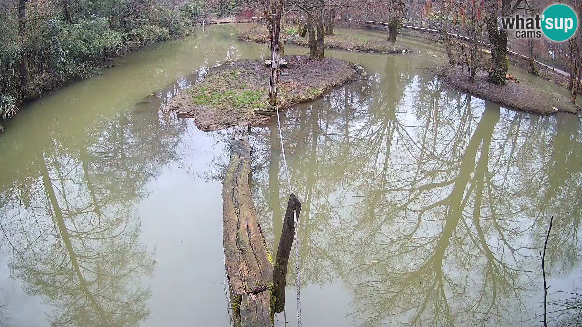 Vari bianconero Zoo Ljubljana webcam