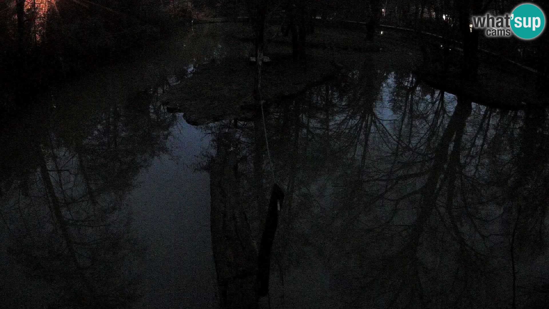 Vari bianconero Zoo Ljubljana webcam