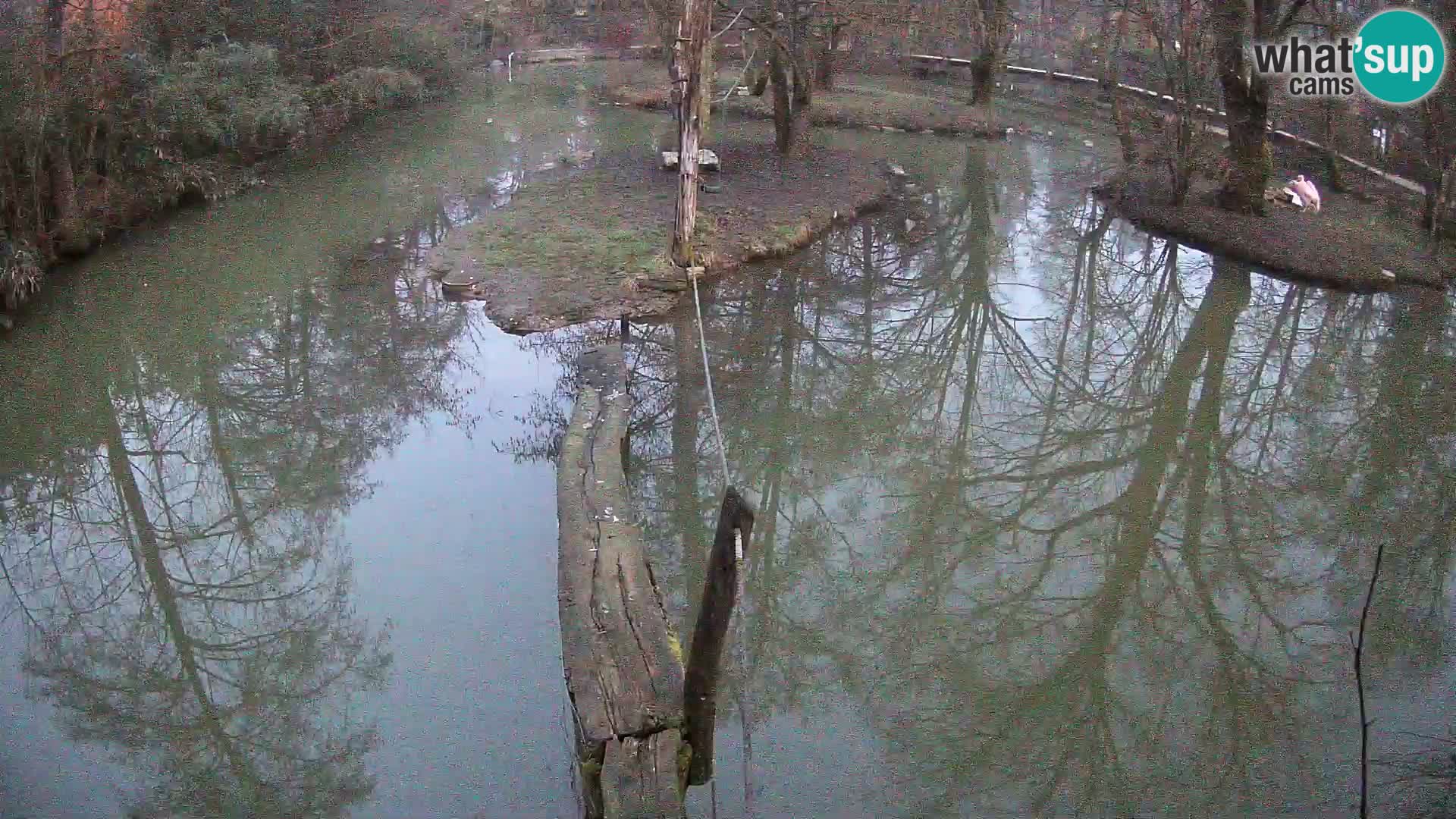 Black and white ruffed lemur Ljubljana Zoo live cam
