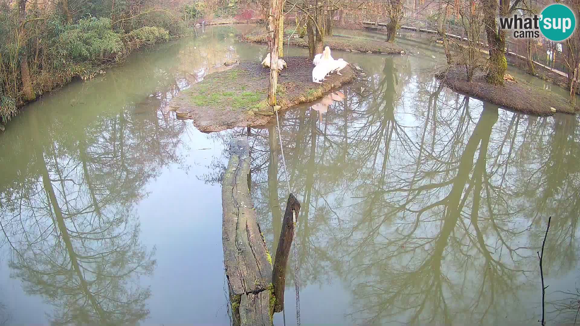 Navadni vari v živo – Ljubljana živalski vrt