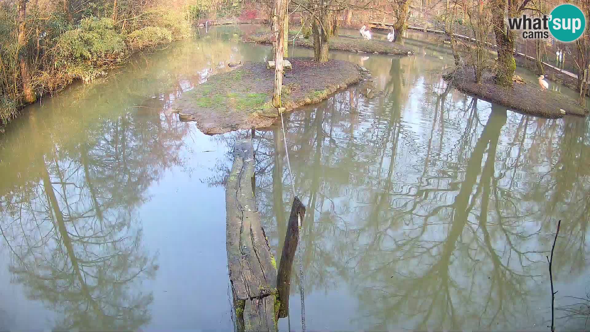 Navadni vari u živo – Ljubljana zoo