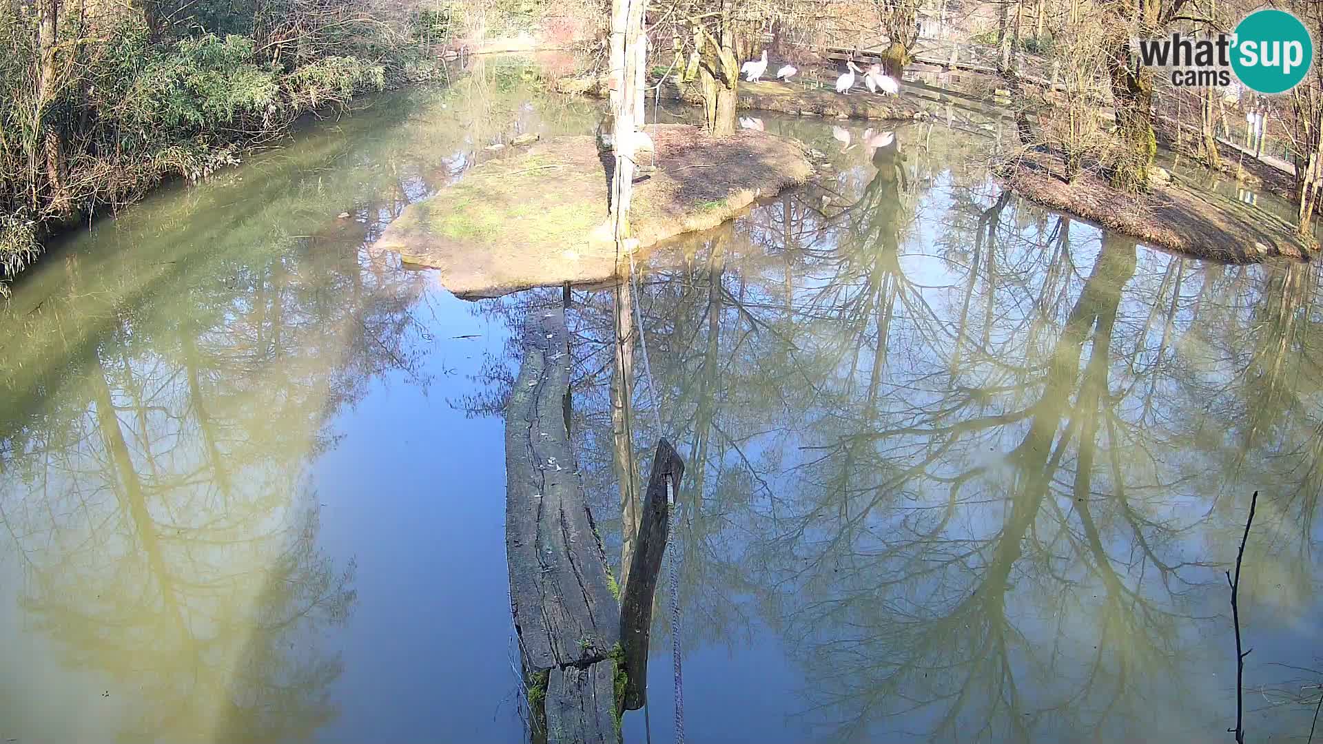 Navadni vari u živo – Ljubljana zoo
