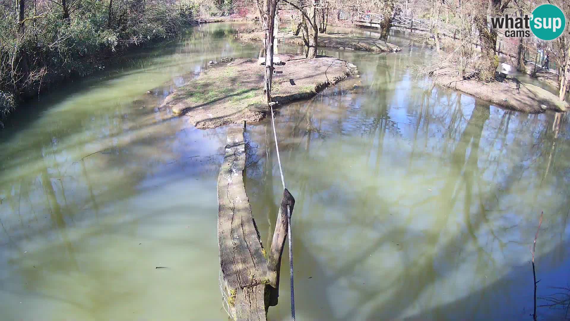 Lémur rufo blanco y negro – Ljubljana Zoo en vivo