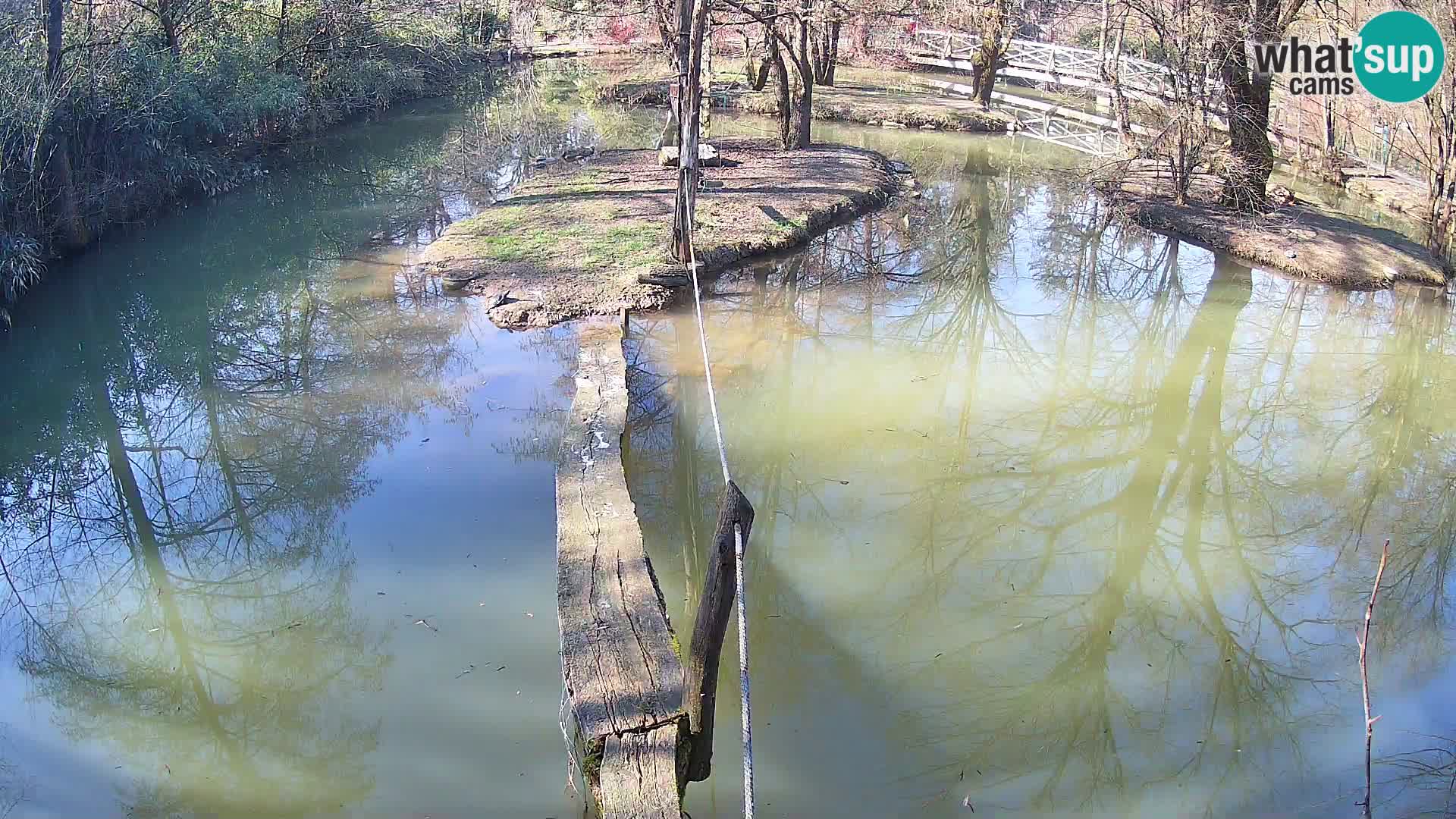 Lémur rufo blanco y negro – Ljubljana Zoo en vivo