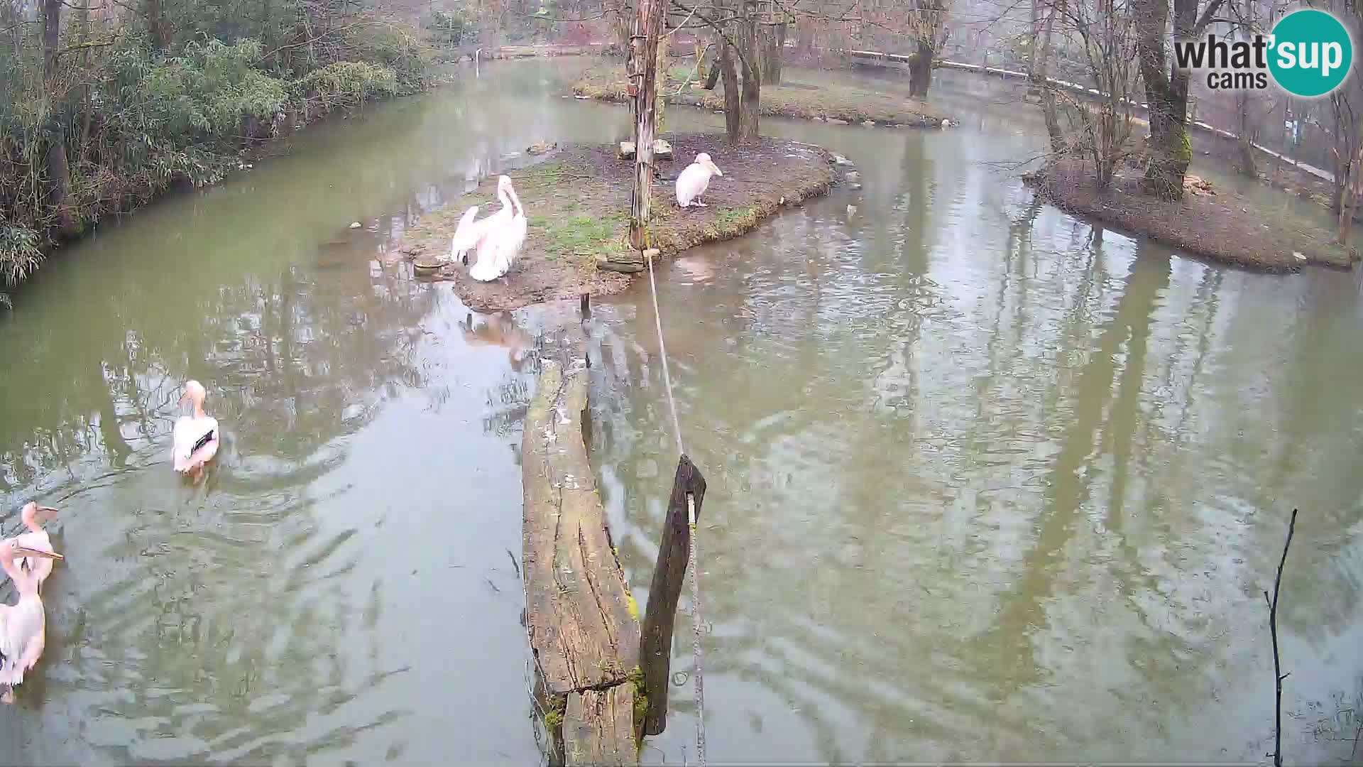 Schwarzweiße Vari Zoo Ljubljana webcam