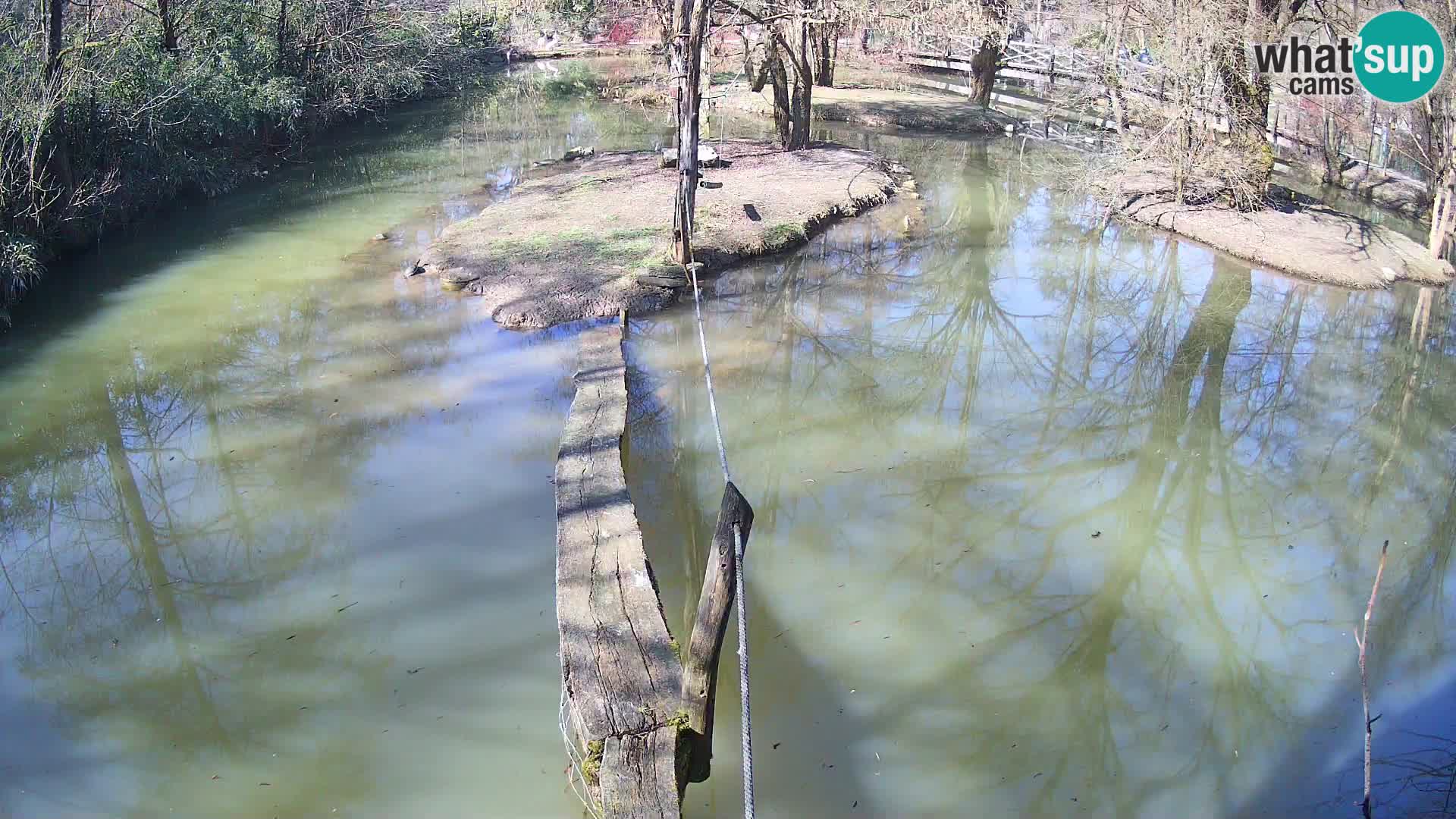 Navadni vari v živo – Ljubljana živalski vrt