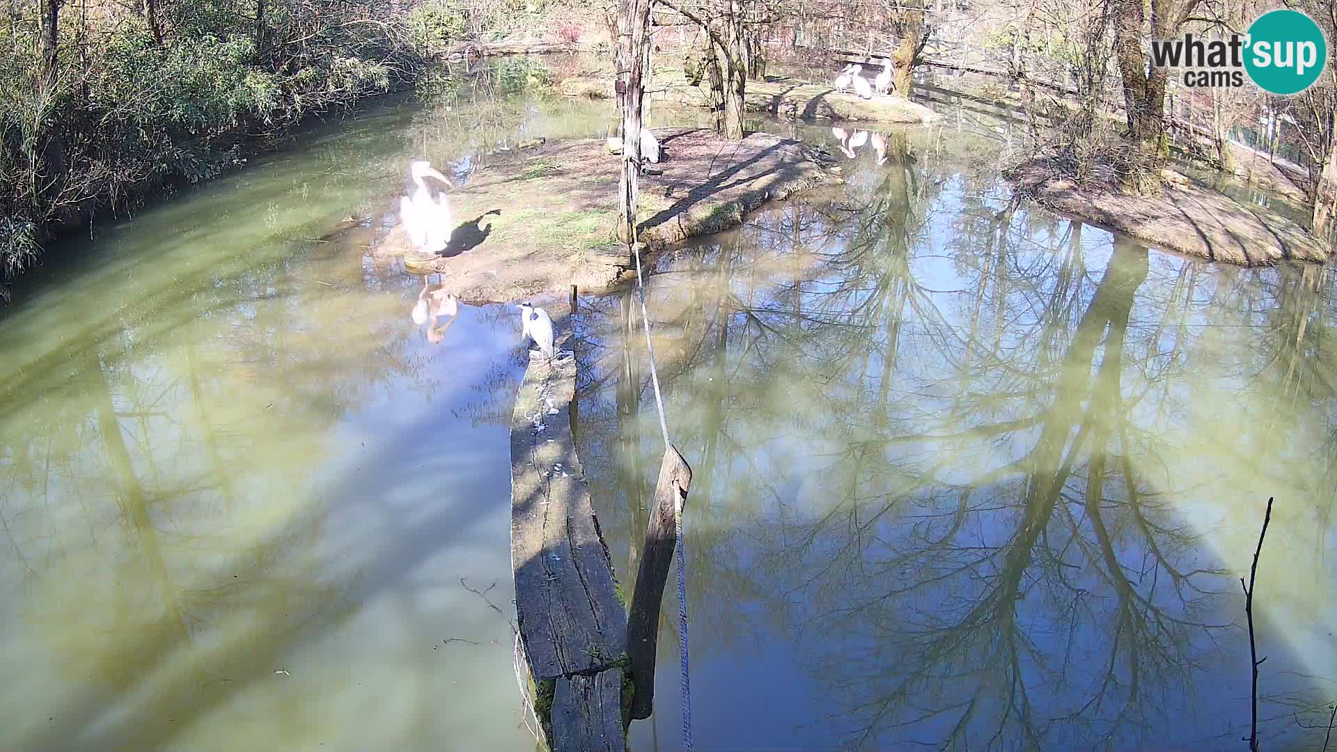 Schwarzweiße Vari Zoo Ljubljana webcam
