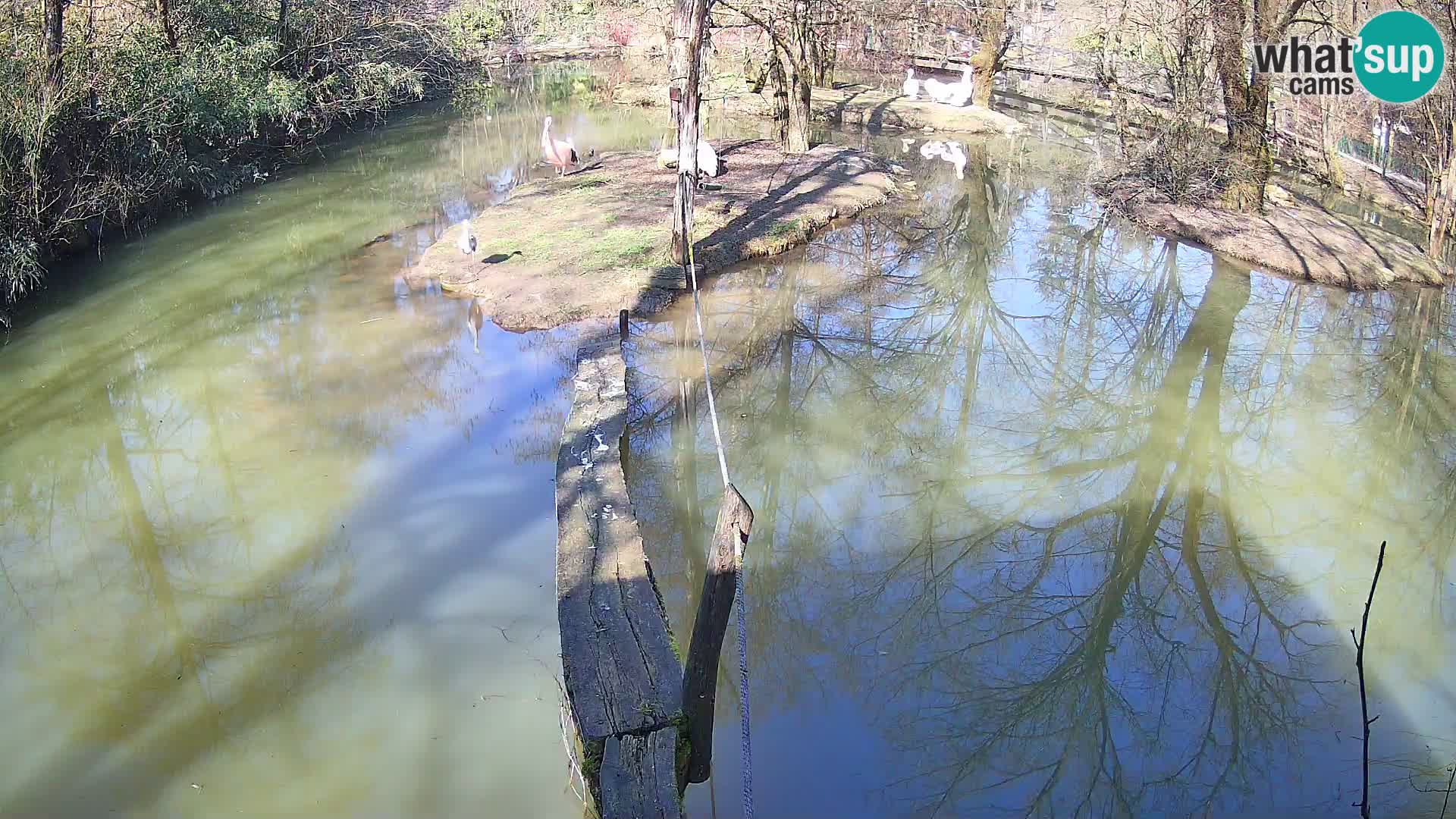 Navadni vari u živo – Ljubljana zoo